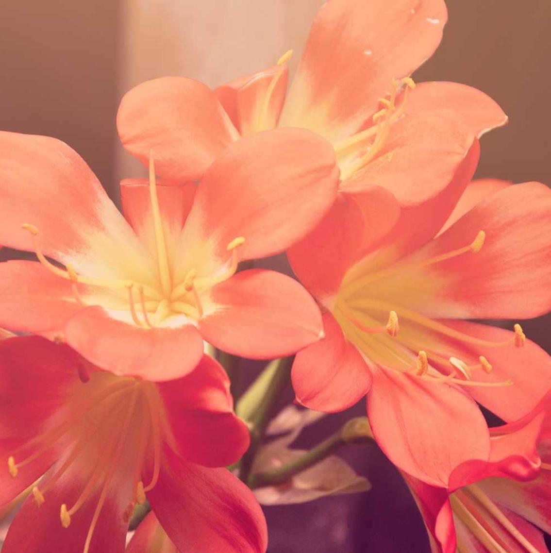 净化：北京祥云平台怎么代理