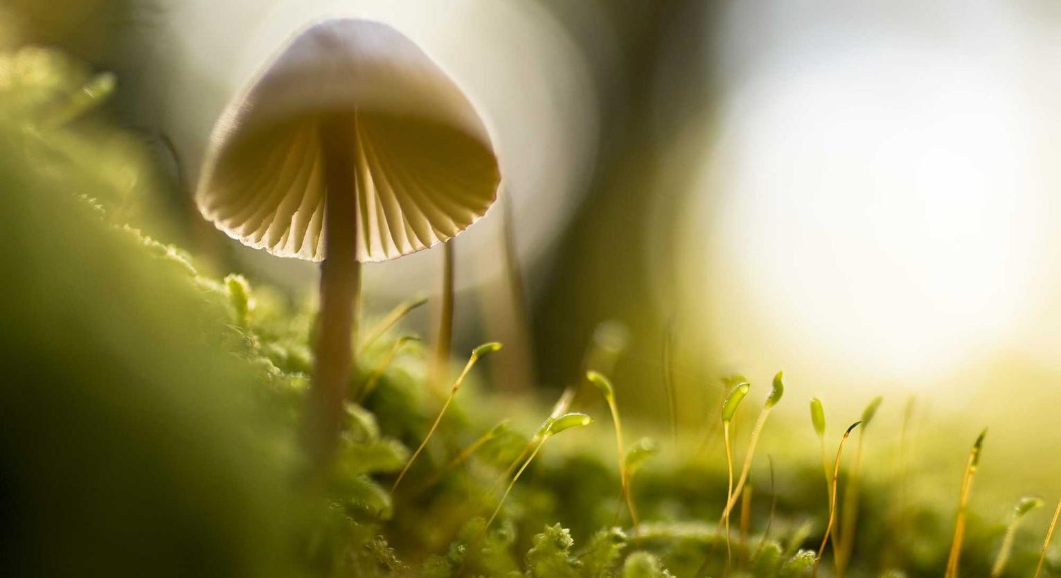 解读放大攻击DDOS- 高端白酒海外代理平台