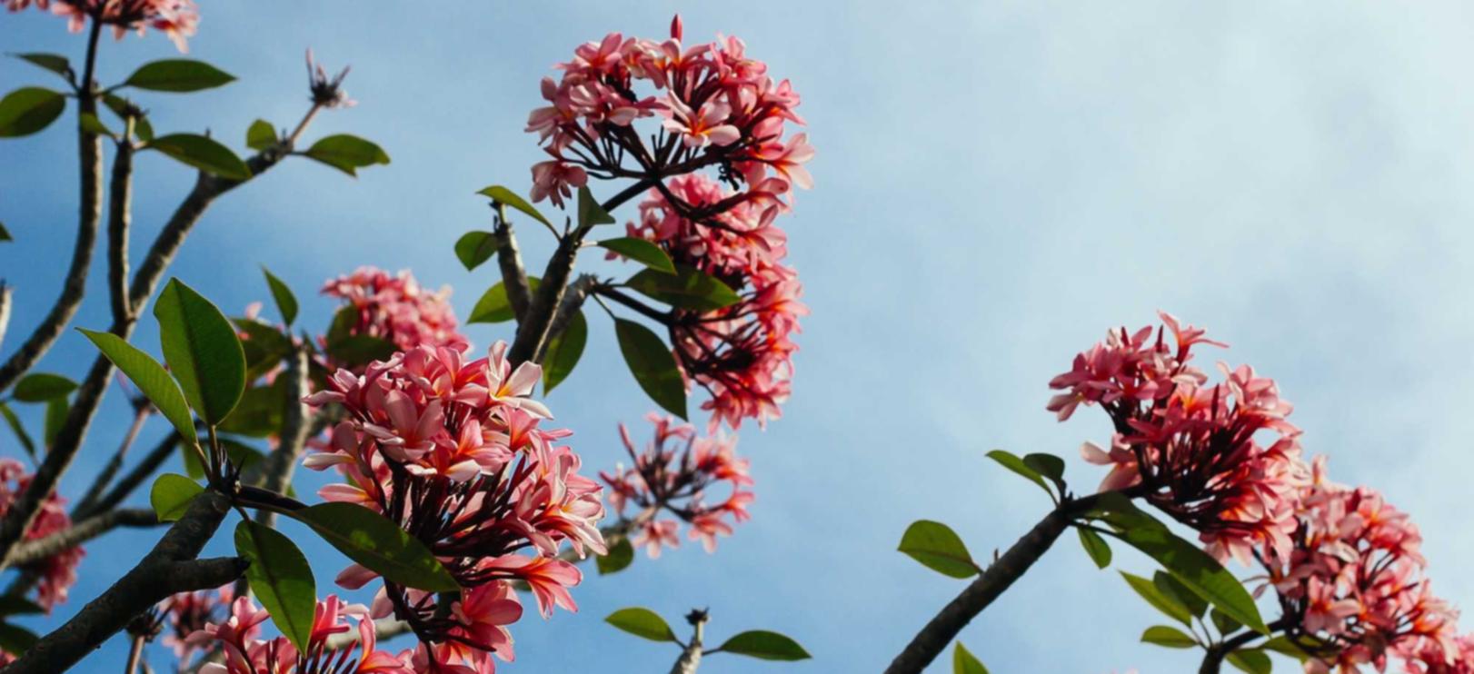 阿里山大华功夫爆珠：盒马苹果app详情下载教程