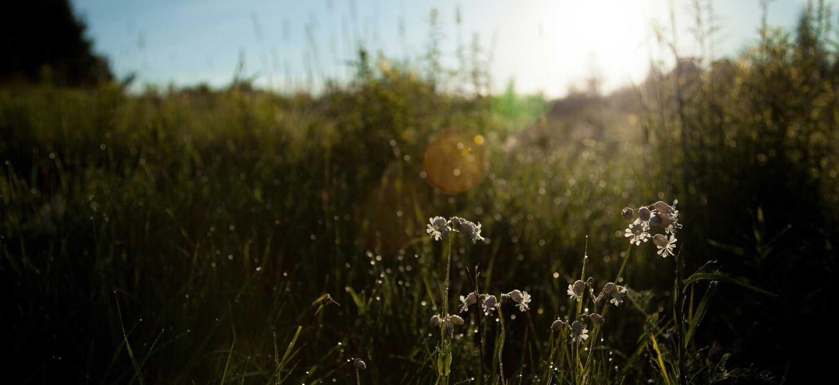 曹操：线上品牌平台代理