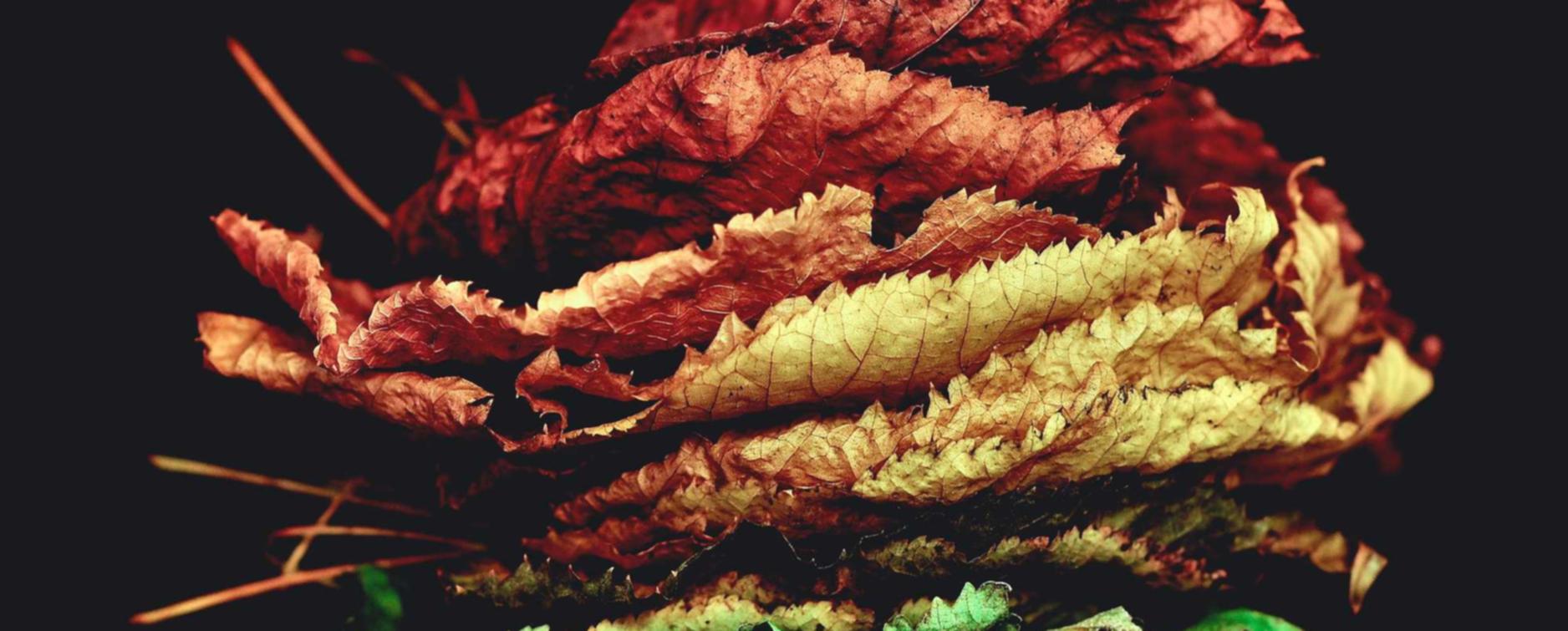 KOk团队竞技美之图app详情下载教程