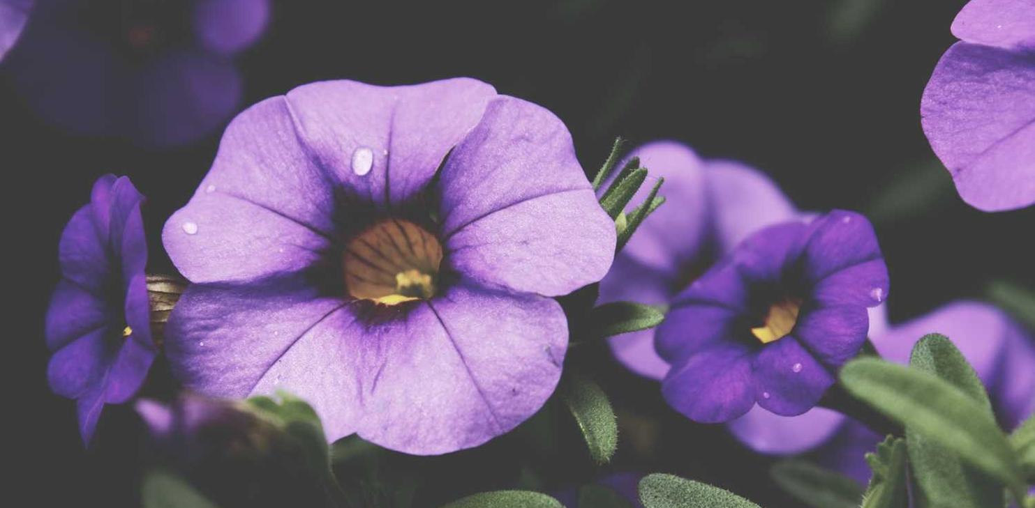 Bohem宝恒树叶橙子爆珠:网页app详情下载教程