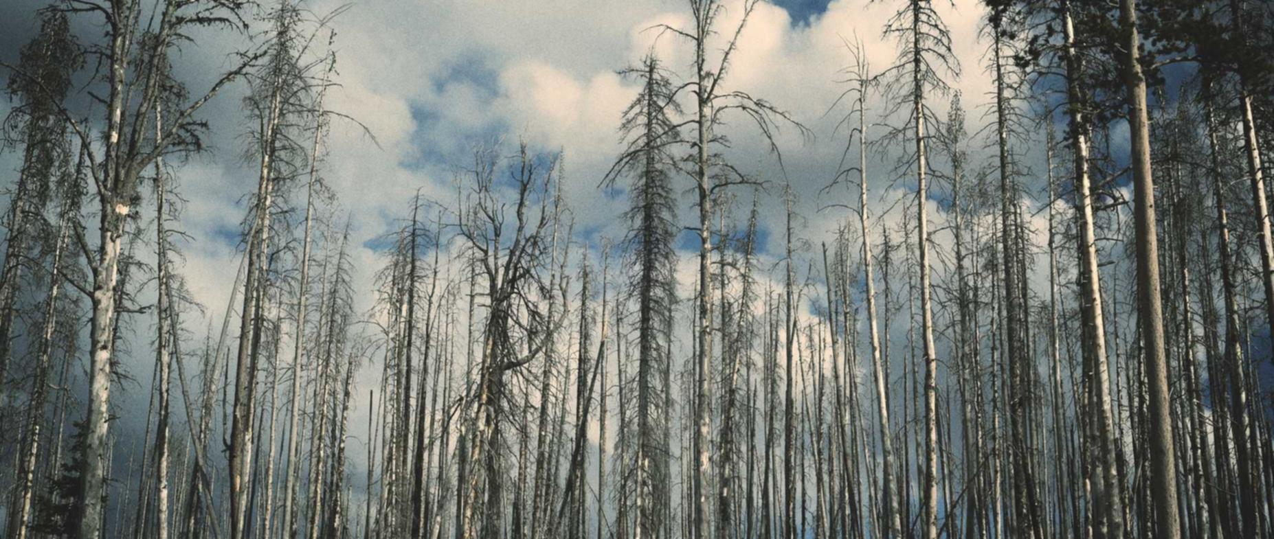 拉菲2哥斯拉平台开户