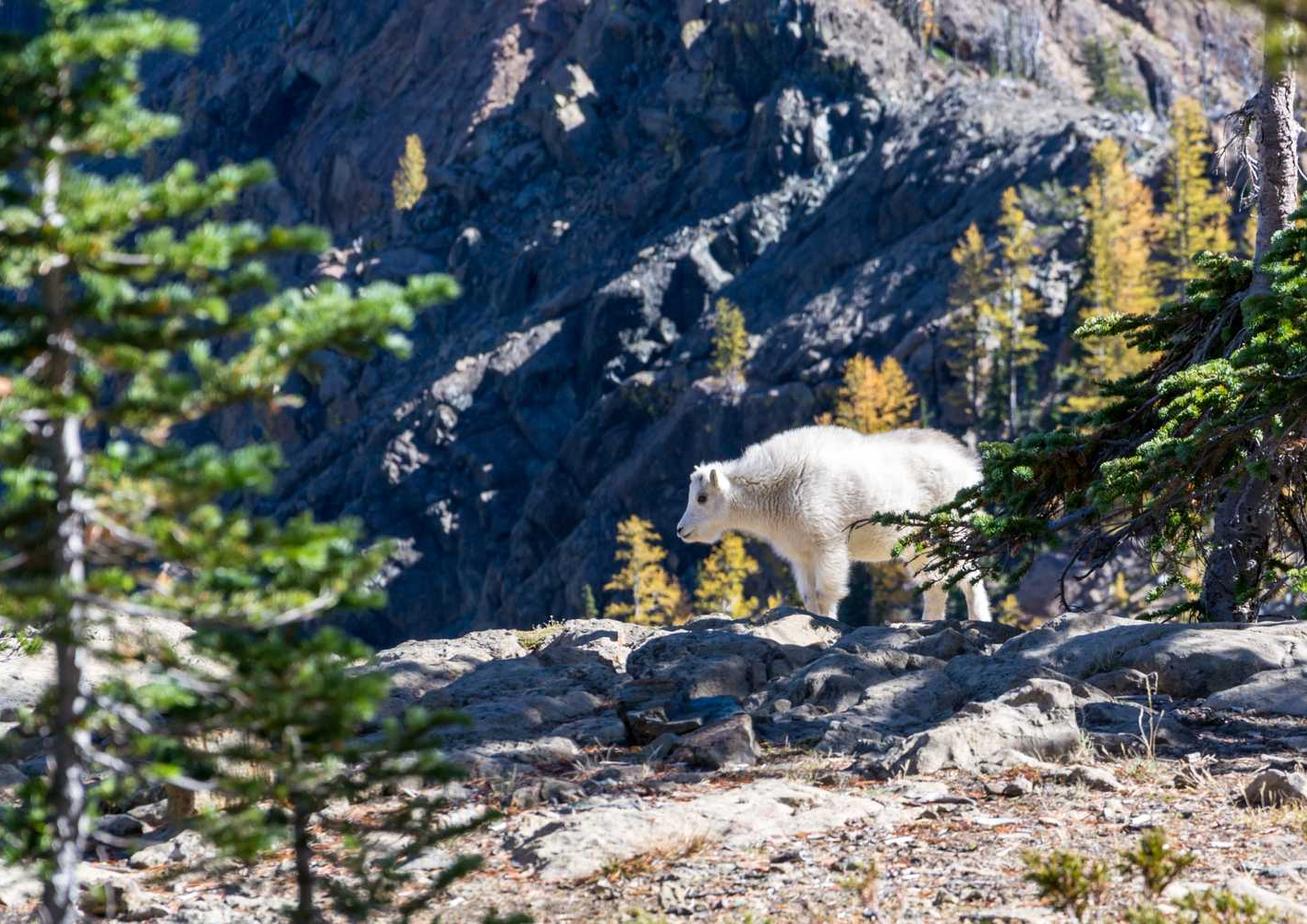 DDOS网页端|保护您的网站免受黑客攻击 