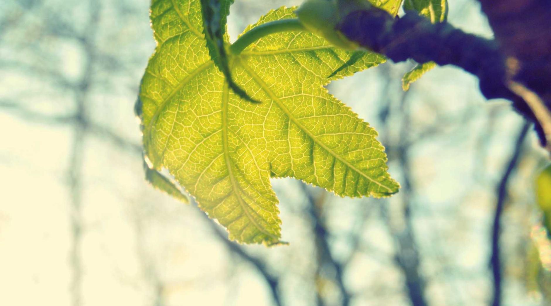 网页DDOS攻击平台|详情下载教程蓝冠app