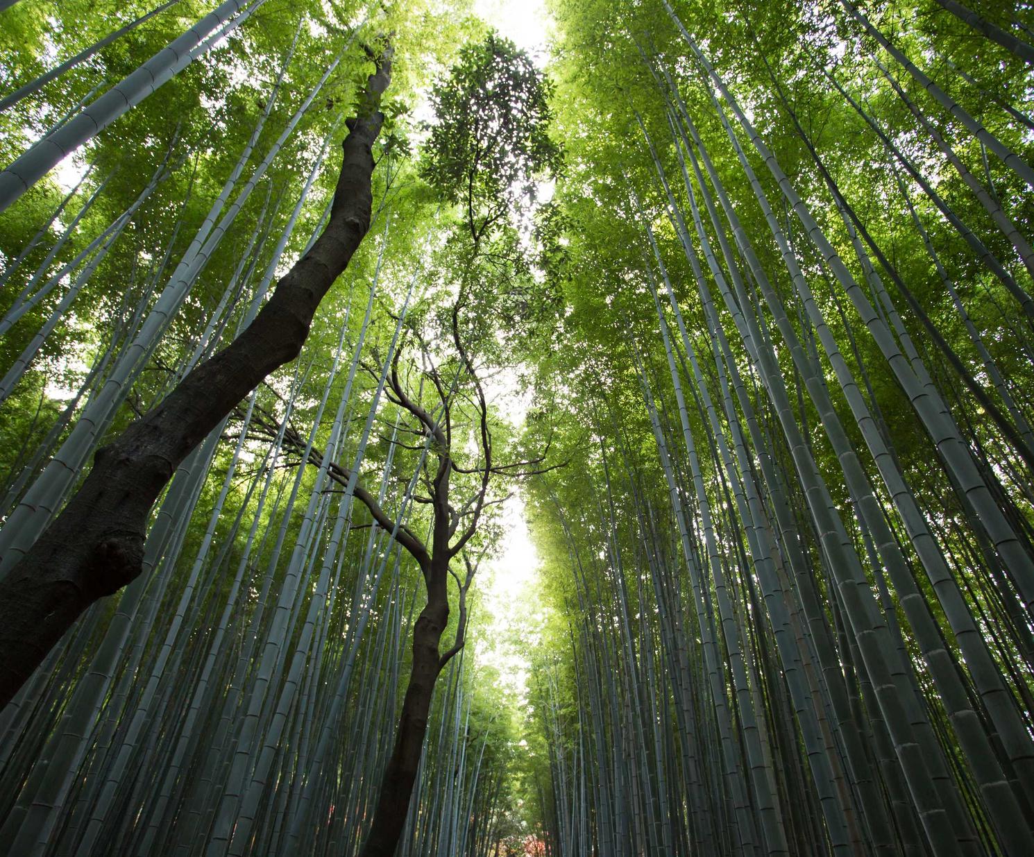 次元幻境：平台app招代理