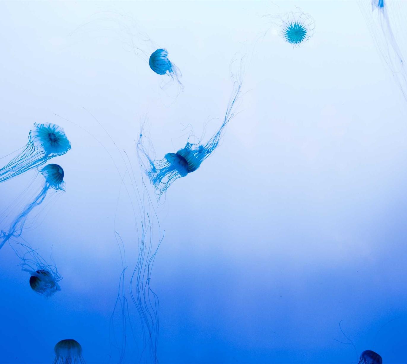 网页DDOS攻击平台|拯救一颗被黑客攻击的数据：数据恢复技术 