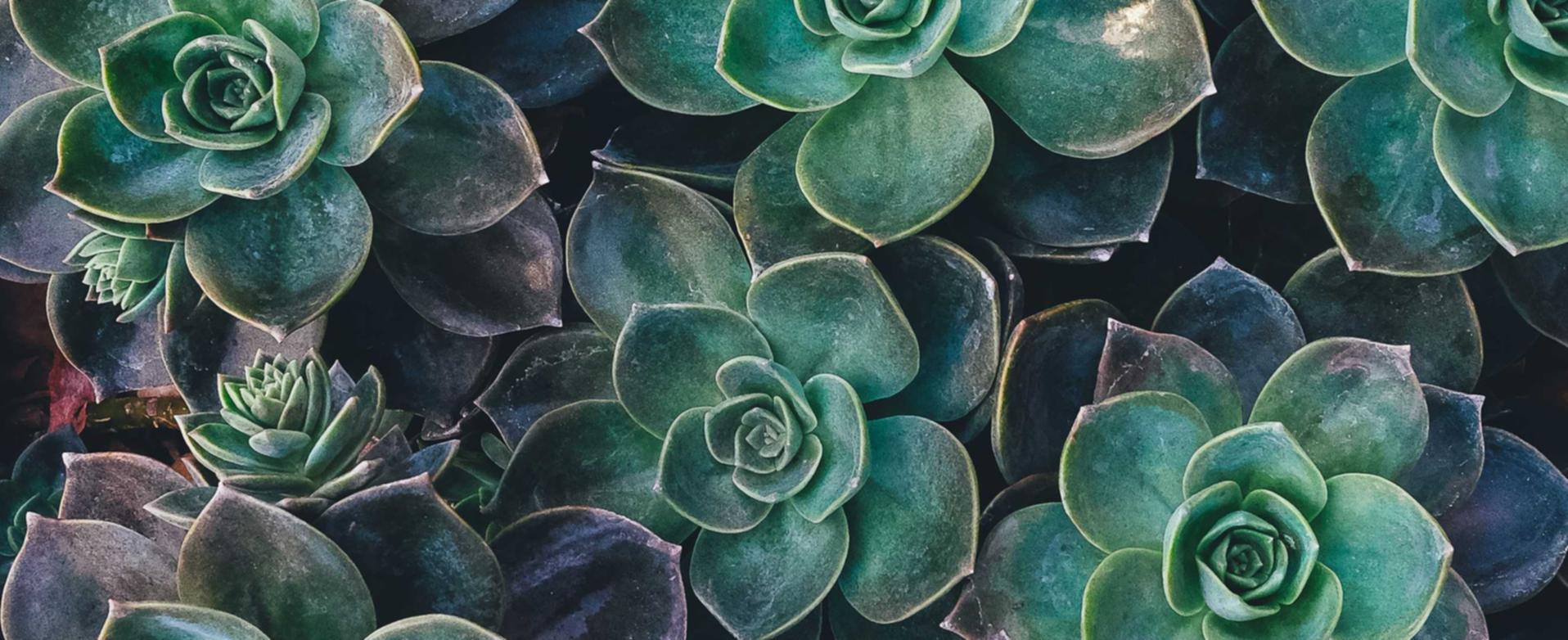 ORIS豪利时莫斯科：闵行区代理注册