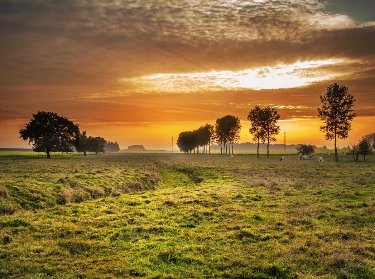 豪利时蓝莓爆珠：华为论坛app详情下载教程