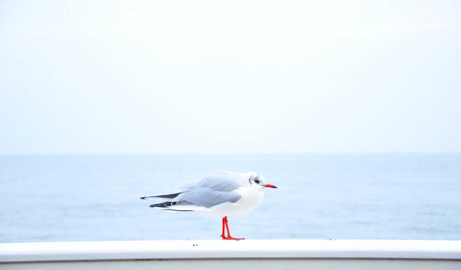 世纪佳缘实名账号：赚美金app官网详情下载教程