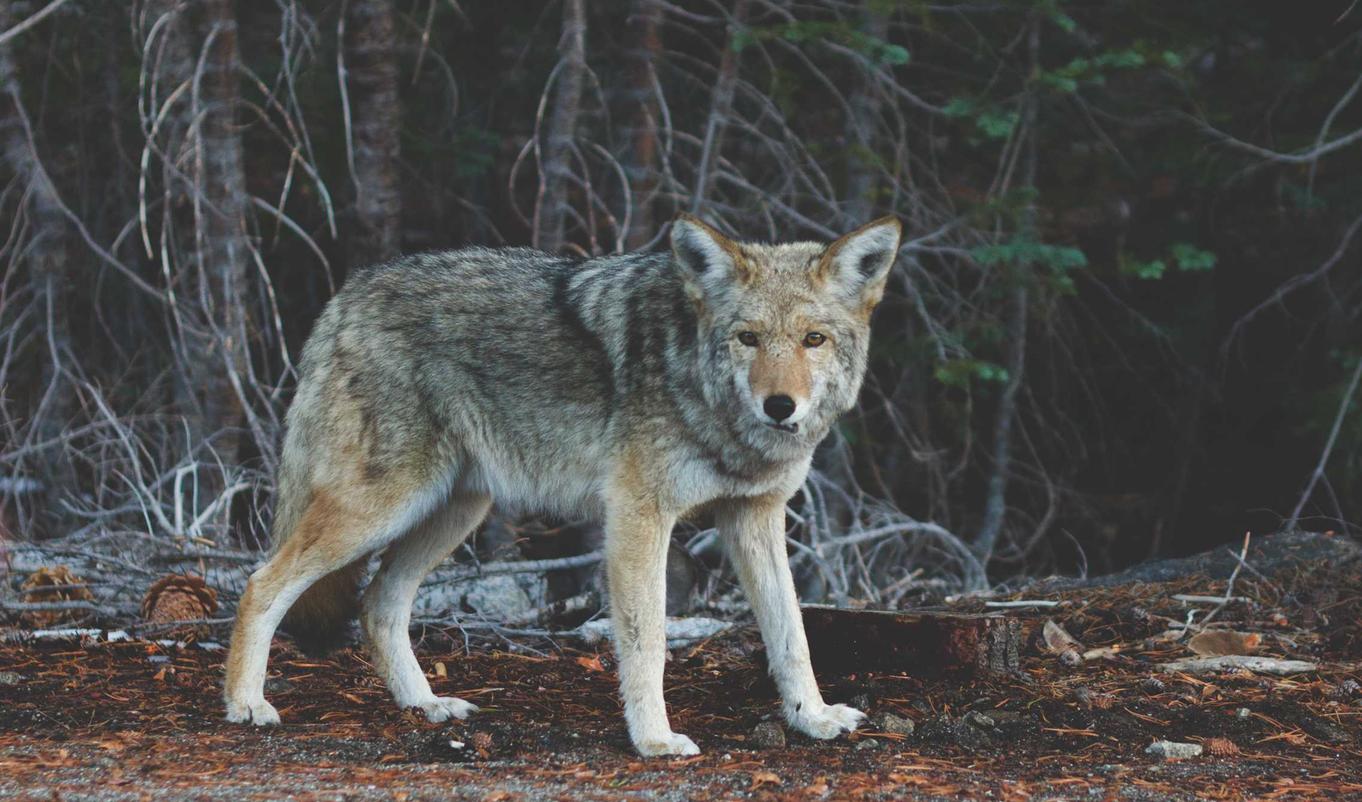 青牛软件实名账号:流量卡可以进行赠与吗?