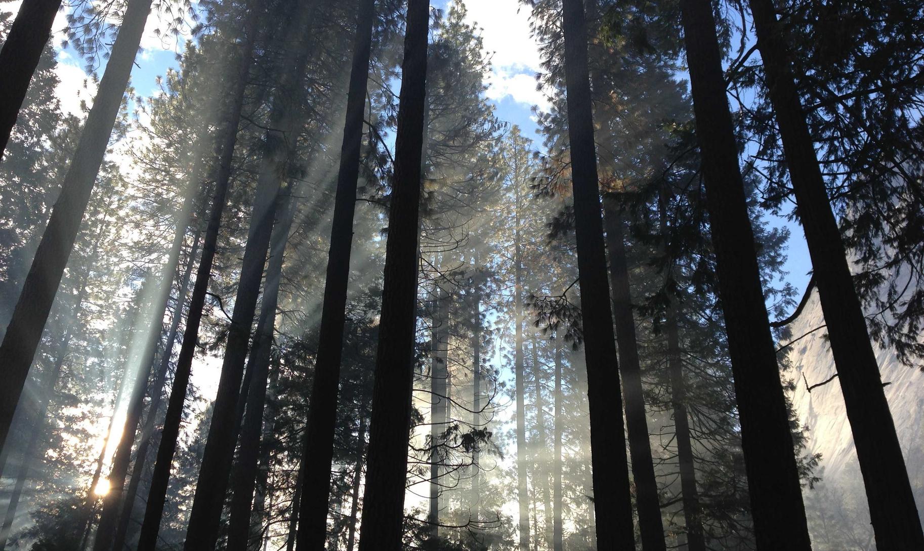 铁塔猫糖果双爆珠（粗）：台服lol账号购买